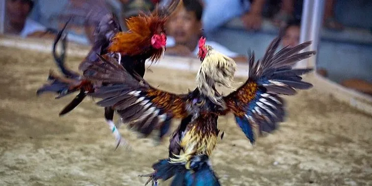 Hướng Dẫn Chơi Đá Gà Sabong ThienHaBet Thắng Lớn Dành Cho Newbie 2 Hướng Dẫn Chơi Đá Gà Sabong ThienHaBet Thắng Lớn Dành Cho Newbie