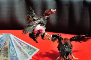 Hướng Dẫn Chơi Đá Gà Sabong ThienHaBet Thắng Lớn Dành Cho Newbie